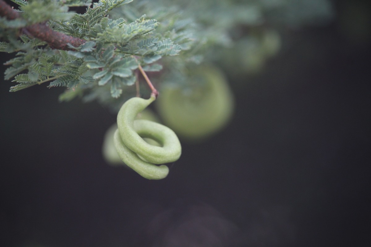 Vachellia planifrons (Wight & Arn.) Ragup., Seigler, Ebinger & Maslin